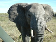 20-Angry elephant, trying to crash our car